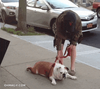 New trending GIF tagged puppy someone ignorance via…